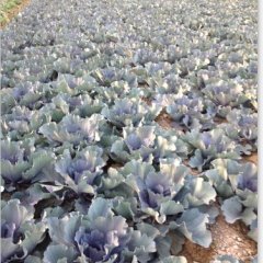 邹城专业紫甘蓝种植基地，西外环王先生诚信合