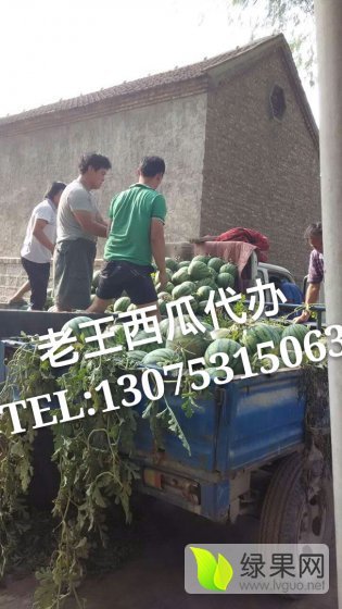 8424西瓜价格