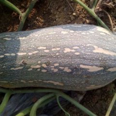 广西坛洛镇密本南瓜上市了，需要可以联系