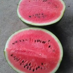 大荔县甜王，京欣大量供应