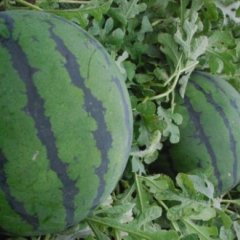 2016年阜城西瓜总代办欢迎您