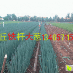 山东安丘铁杆大葱大量上市