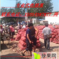 山东惠民圆葱已上市