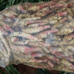 山东安丘铁杆大葱上货量大