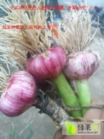 2016年河南中牟早熟大蒜价格