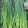金乡鸡黍李登金4月蒜薹