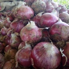 胜达蔬菜交易市场欢迎您的到来：洋葱已上市