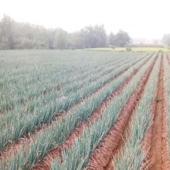 山东坊子铁杆大葱产销两旺