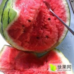 河北清苑张登西瓜火热上市诚信合作