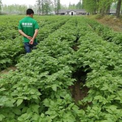钟祥311省谢松良4月荷兰十五土豆