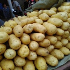山东滕州新土豆上市