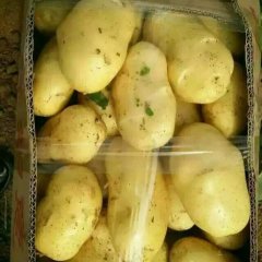 肥城桃园聂彤彤4月荷兰十五土豆