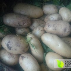 济宁土豆火爆招商中