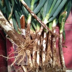 安丘大葱葱白30左右 总高37左右