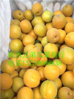 2016年陕西大荔金太阳杏价格