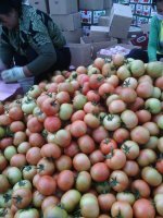 内蒙古赤峰市喀喇沁旗西红柿 欢迎采购