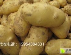 山东省滕州市春季土豆4月底大量上市
