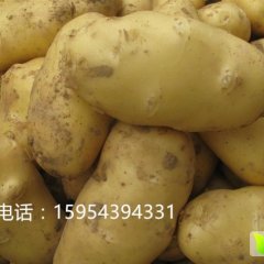 山东省滕州市春季土豆4月底大量上市