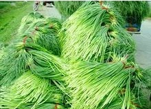 商河蒜薹质量上乘,商河牛德成诚信合作