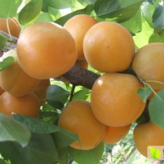 大棚金太阳杏产地