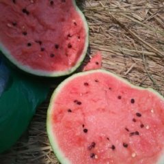 河北清苑京欣西瓜大量上市