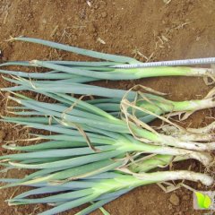 山东岱岳铁杆大葱逐渐升温