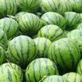 大荔西瓜种植基地，陕西京欣西瓜产地批发价格