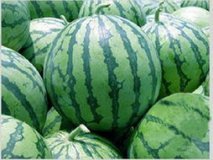 东台8424西瓜早买早赚