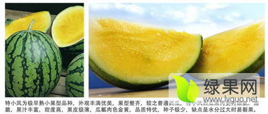 特小凤价格