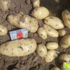 滕州土豆口感爽口,姜屯王建亭诚信合作