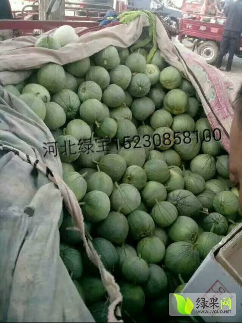 2016年河北新乐脆宝价格