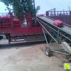 河南商丘二红洋葱一周后大量上市！