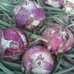 河南通许大量洋葱上市0.25元左右。