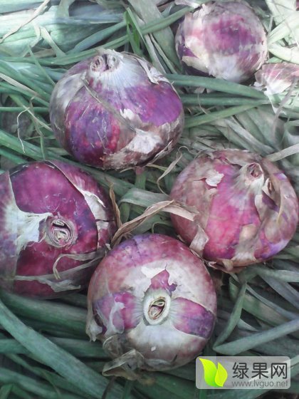 2016年河南通许紫皮洋葱价格