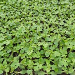 河南通许供应各种西瓜苗，自生苗，嫁接苗