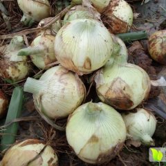 河南新野黄皮洋葱火热大上市城郊绿通四海诚信