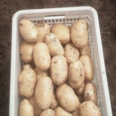 山东安丘荷兰十五土豆