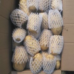 滕州冷库土豆开始出库