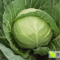 河北定州蔬菜基地春玉甘蓝上市了