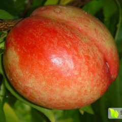 陕西大荔中油5号油桃质量上乘