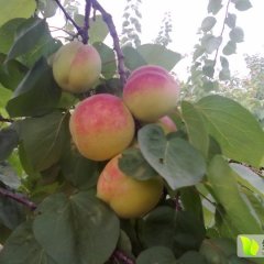 2016大荔杏子今年价格有看点