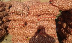 2016年河南中牟杂交蒜价格