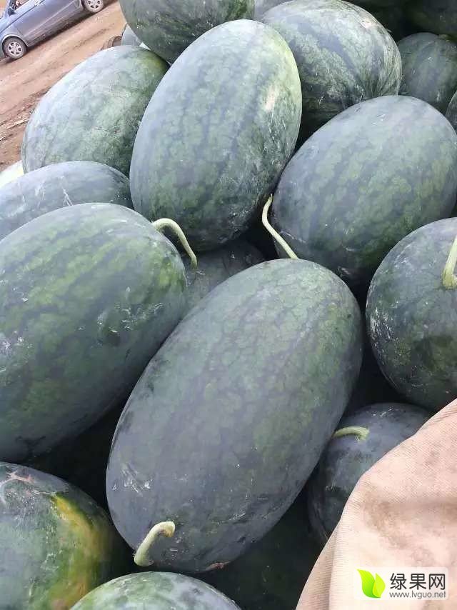 供应广西崇左黑美人坡地西瓜 麒麟瓜