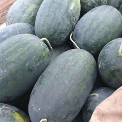 供应广西崇左黑美人坡地西瓜 麒麟瓜