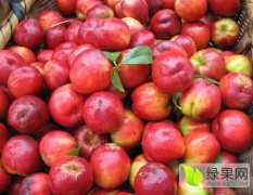 砀山万亩油桃，毛桃直销产地大量出售各种油桃