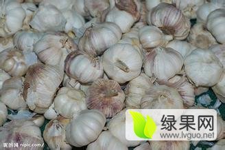 2016年山东金乡蒜薹价格