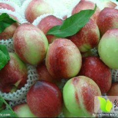 2016河东油桃今年价格有看点