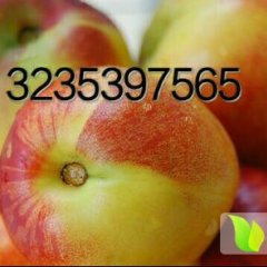 2016河东油桃值得出手