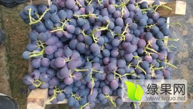 山东青岛莱西巨峰葡萄火热上市，面积上千亩
