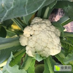 山东周村白面青梗松花菜菜花火爆招商中